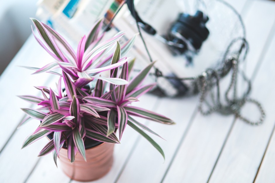 Planten archieven simply at homesimply at home