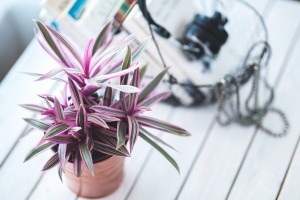 Planten in woonkamer