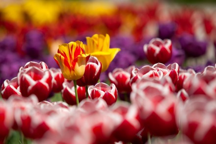 bloemen en planten